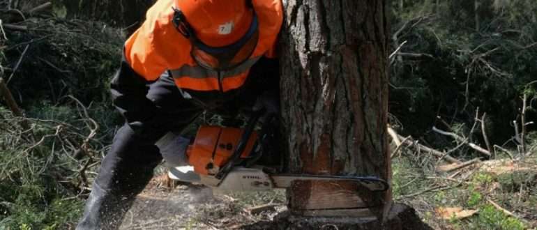 Валка деревьев твердых пород как элемент эффективного управления лесными ресурсами